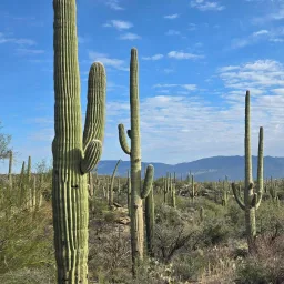 Cactus Gang banner