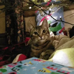 Maow 😺 | Social & Gatitos banner