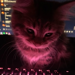 Kitty :> banner