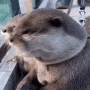 Otter Hub banner