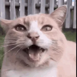Plethora of Discord Cat Memes banner