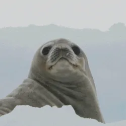 FlexingSeal banner