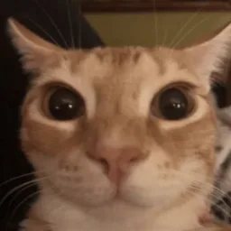 ORANGE CAT banner