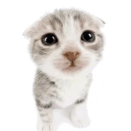 the cat cord banner