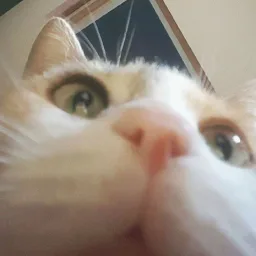 Catastic banner