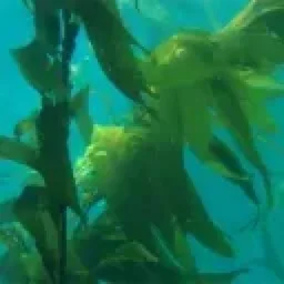 Kelp's Kingdom banner