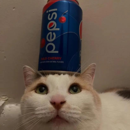 Blehh 🐈 banner