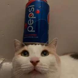 Blehh 🐈 banner