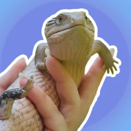 Blue Tongue Skinks banner