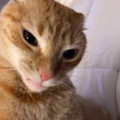 🐈 Cat Folder | Cats Server banner