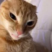 🐈 Cat Folder | Cats Server banner