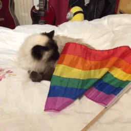 ✨The Gay Den✨ banner