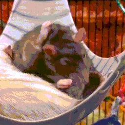 Rat Ranch banner