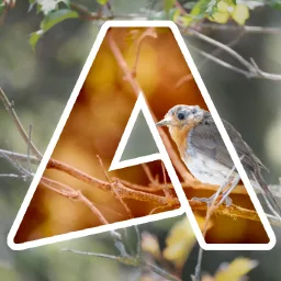 AKNES banner
