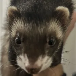 Mustelid Manor banner