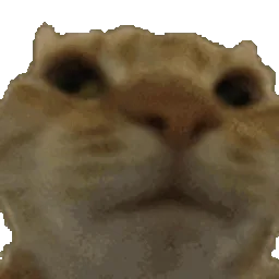 Cat Hub banner