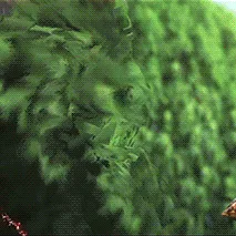 Rengar Mains banner