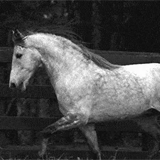 Melissa's Stable banner