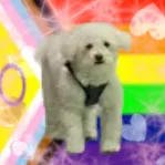 Mr. Technodad banner