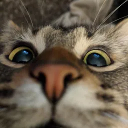 .gg/catss ୨୧ cat sanctuary :3 banner