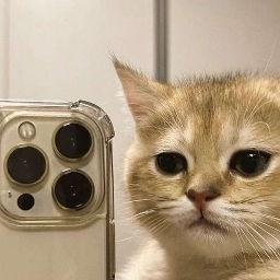 kitcord🐱 banner