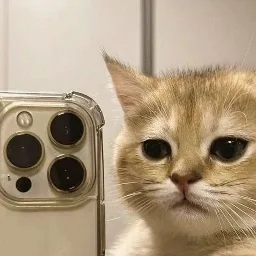 kitcord🐱 banner