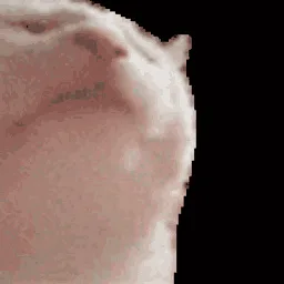 Snerver banner
