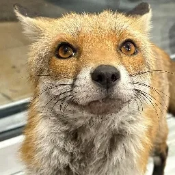 Harold The Fox banner