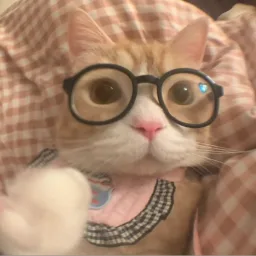 Kittycord   🐈 banner