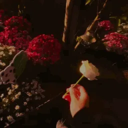 𝑪𝑶𝒁𝒀 𝑪𝑶𝑹𝑵𝑬𝑹 banner