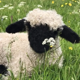 “ 🌾 𐄹 Cotton Cloud Corner 𐄹 🐑 ” banner