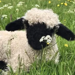 “ 🌾 𐄹 Cotton Cloud Corner 𐄹 🐑 ” banner