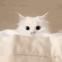 Cattoccino banner