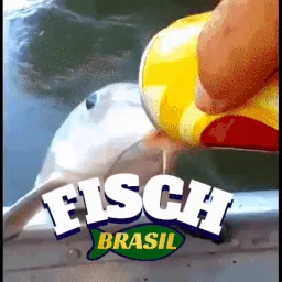 Fisch Brasil banner