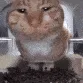 DeMiaowa (meow.camera) banner
