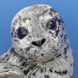 Marine Mammal Rescue banner