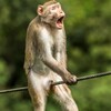 Funny Animals banner