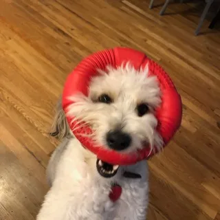 Doggo Digs banner